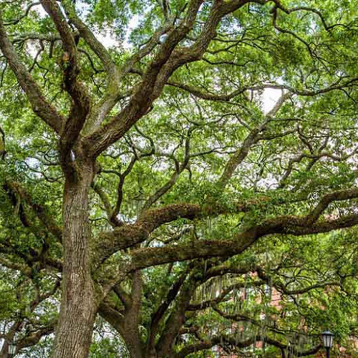 Empire Live Oak
