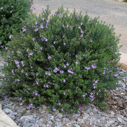westringia-fruticosa-blue-gem-coast-rosemary-siteone