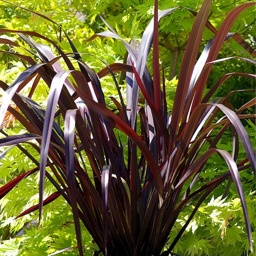 phormium-cookianum-black-adder-new-zealand-flax-siteone