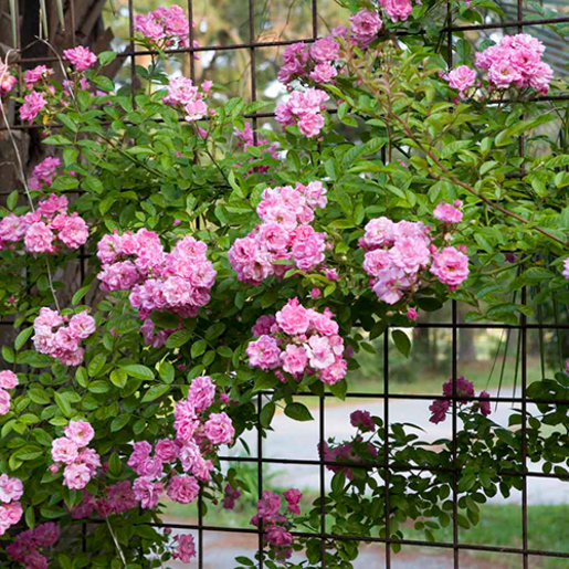 Rosa X Peggy Martin Climbing Rose SiteOne