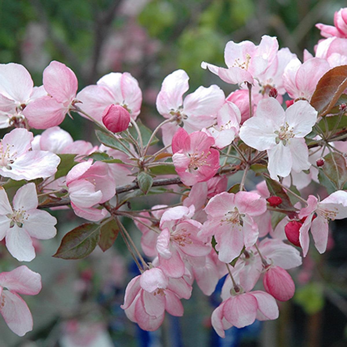 Malus X Pink Spires Crabapple | SiteOne