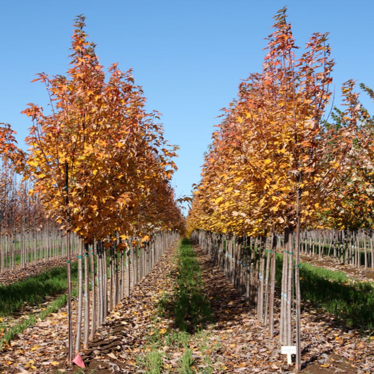 Acer Rubrum Armstrong Gold Red Maple | SiteOne