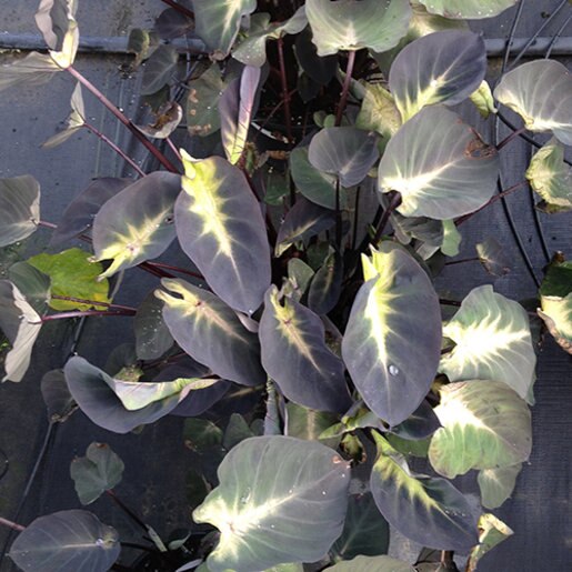 Colocasia Esculenta Royal Hawaiian Aloha Elephant Ear SiteOne