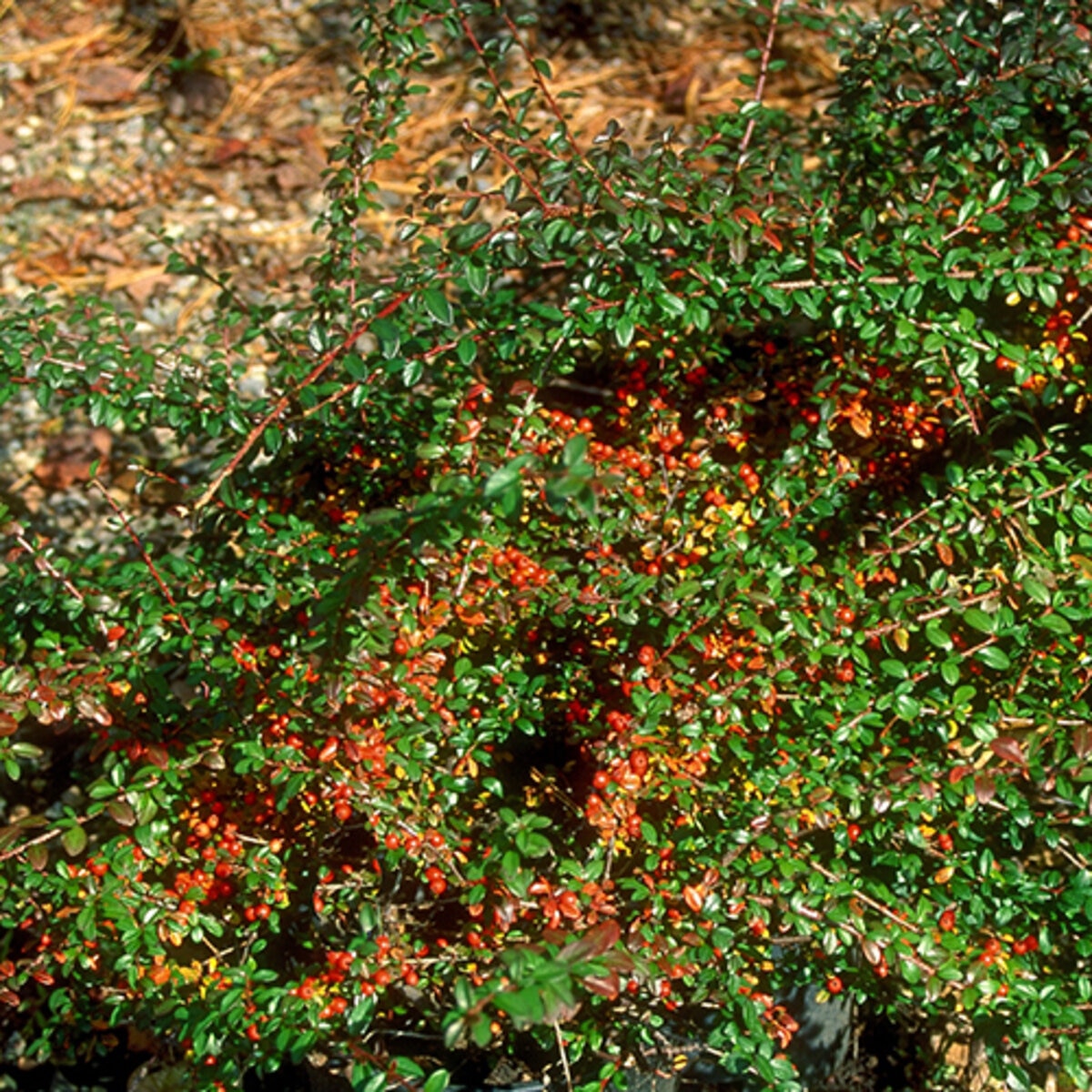 cotoneaster-dammeri-coral-beauty-bearberry-cotoneaster-siteone