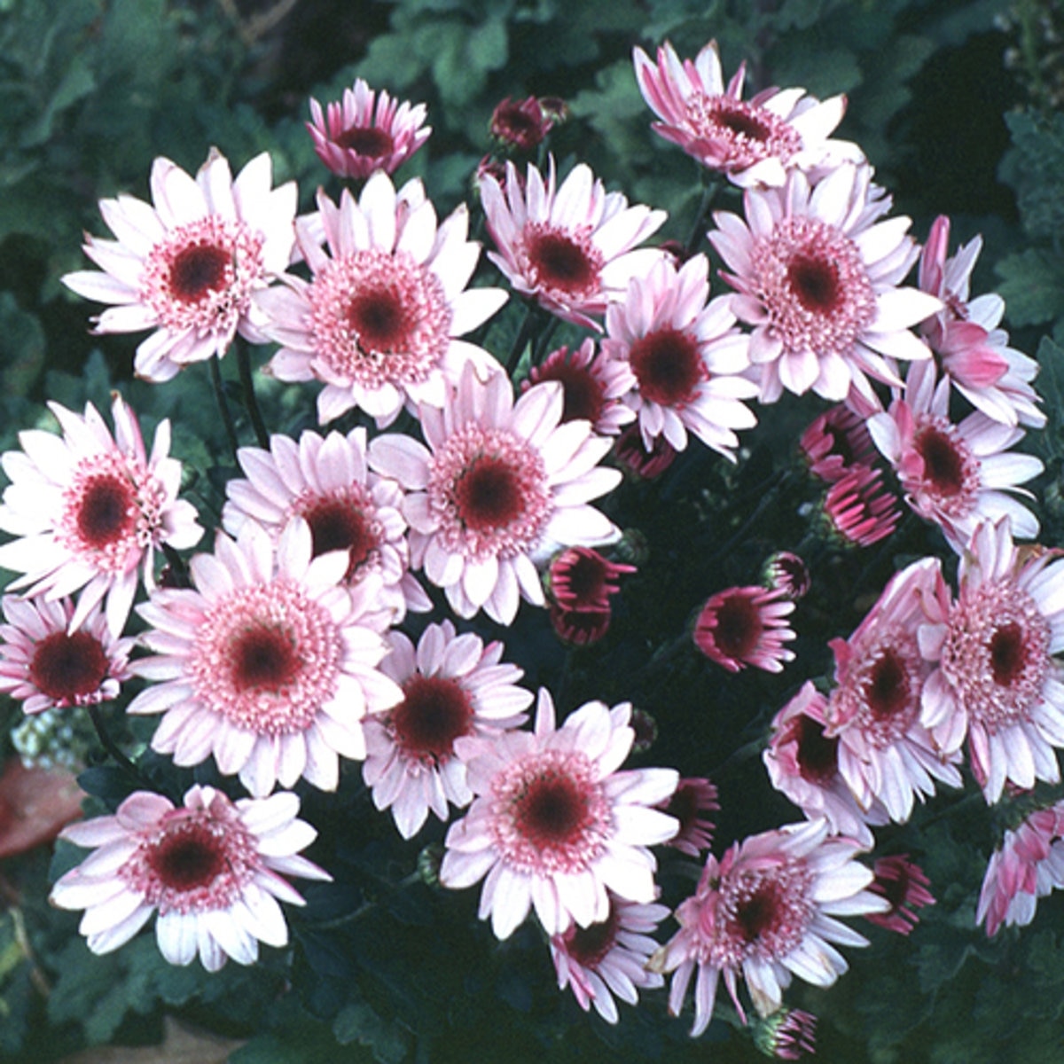 Chrysanthemum X Grandiflorum Hardy Garden Mum SiteOne