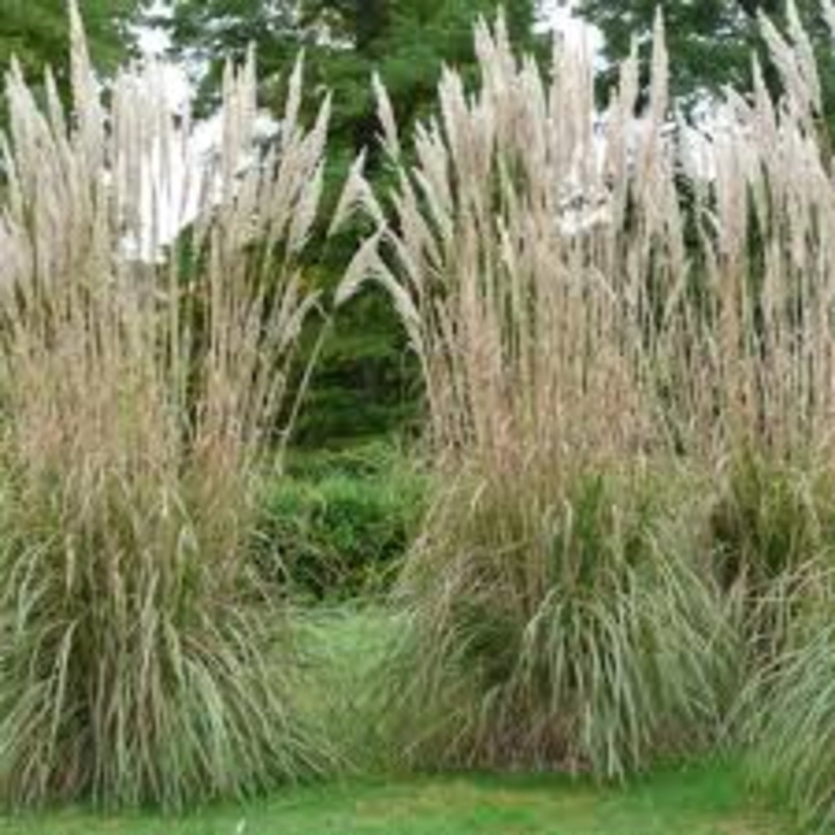 Erianthus Ravennae Ravenna Grass SiteOne