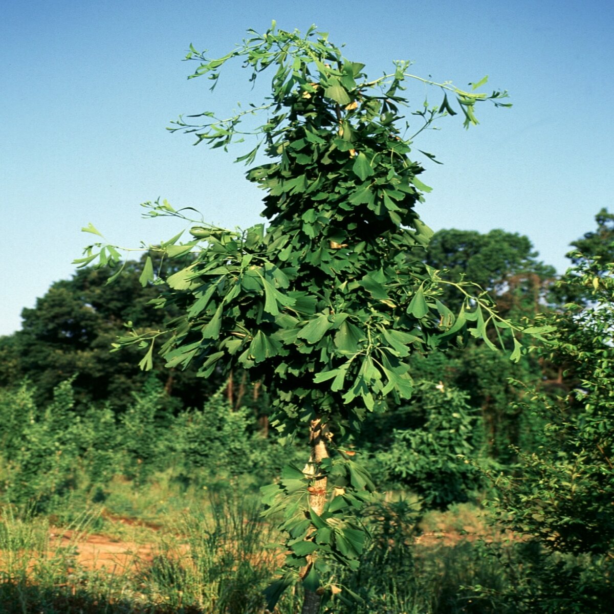 Ginkgo Biloba Saratoga Maidenhair Tree