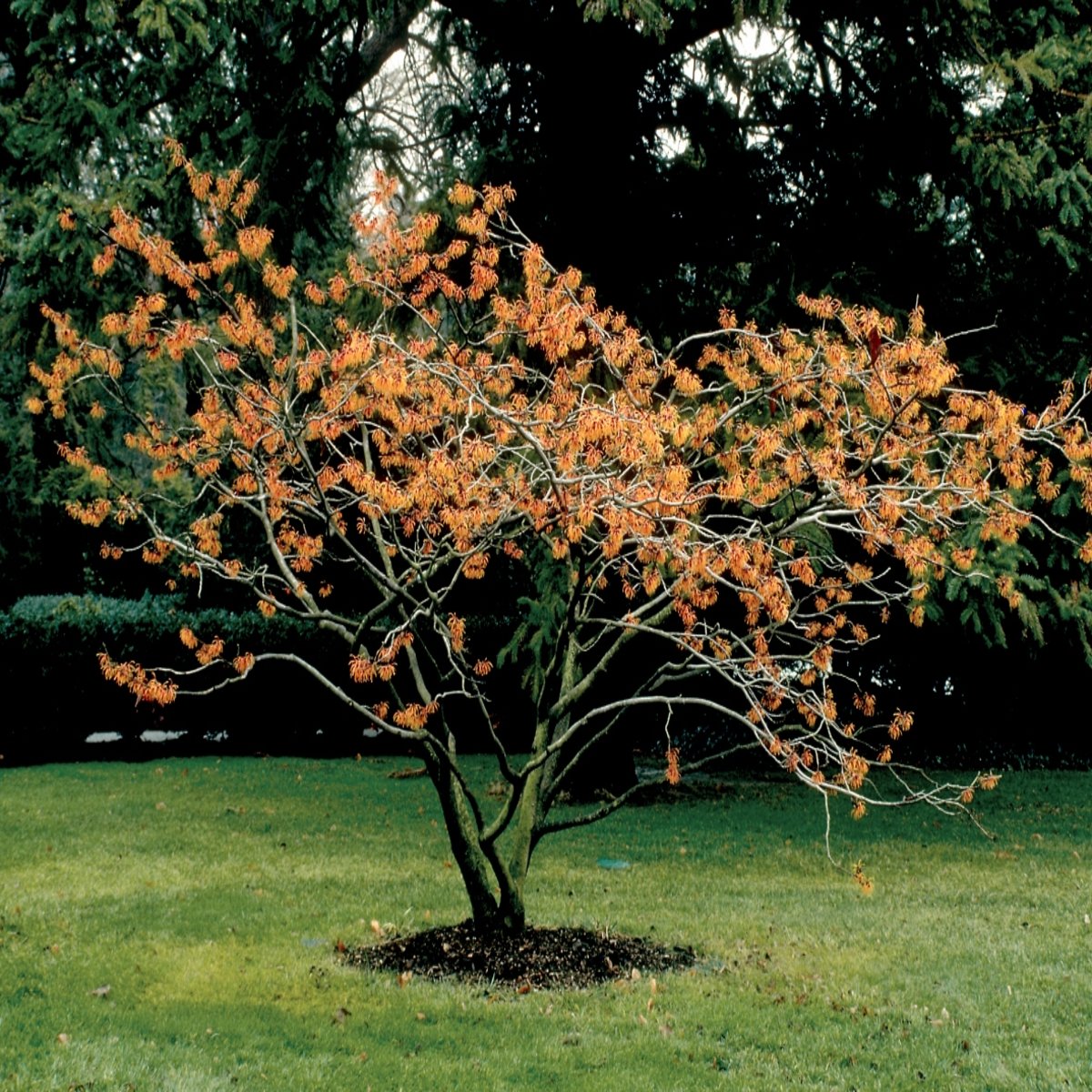 Hamamelis X Intermedia Jelena Witch Hazel SiteOne
