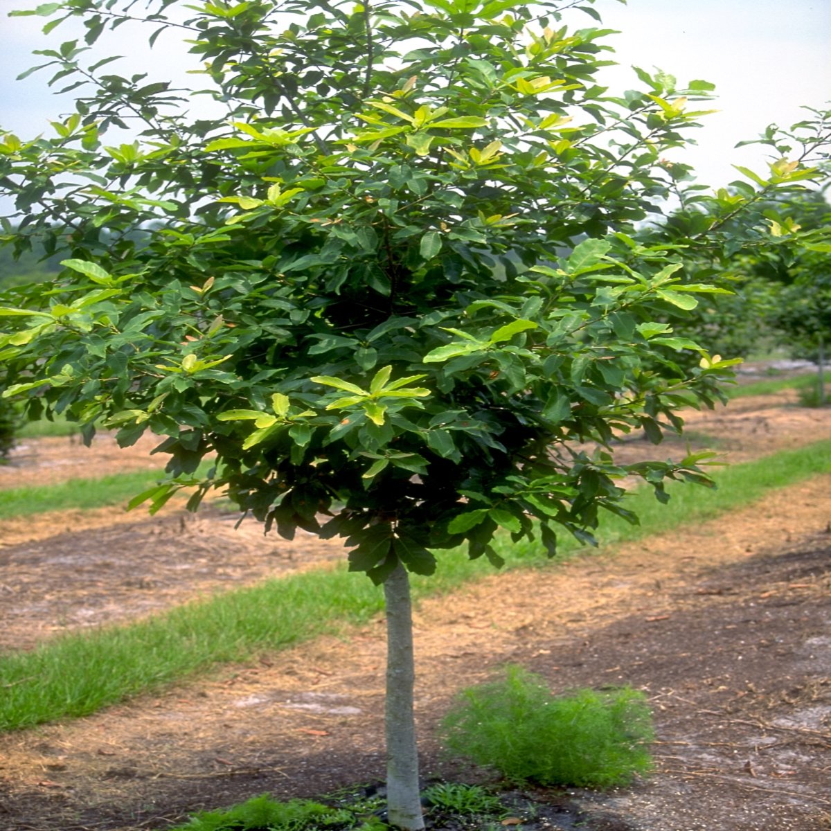 Quercus Polymorpha Mexican White Oak | SiteOne