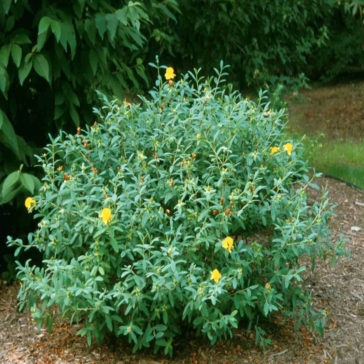 Hypericum X Hidcote St. Johns Wort | SiteOne
