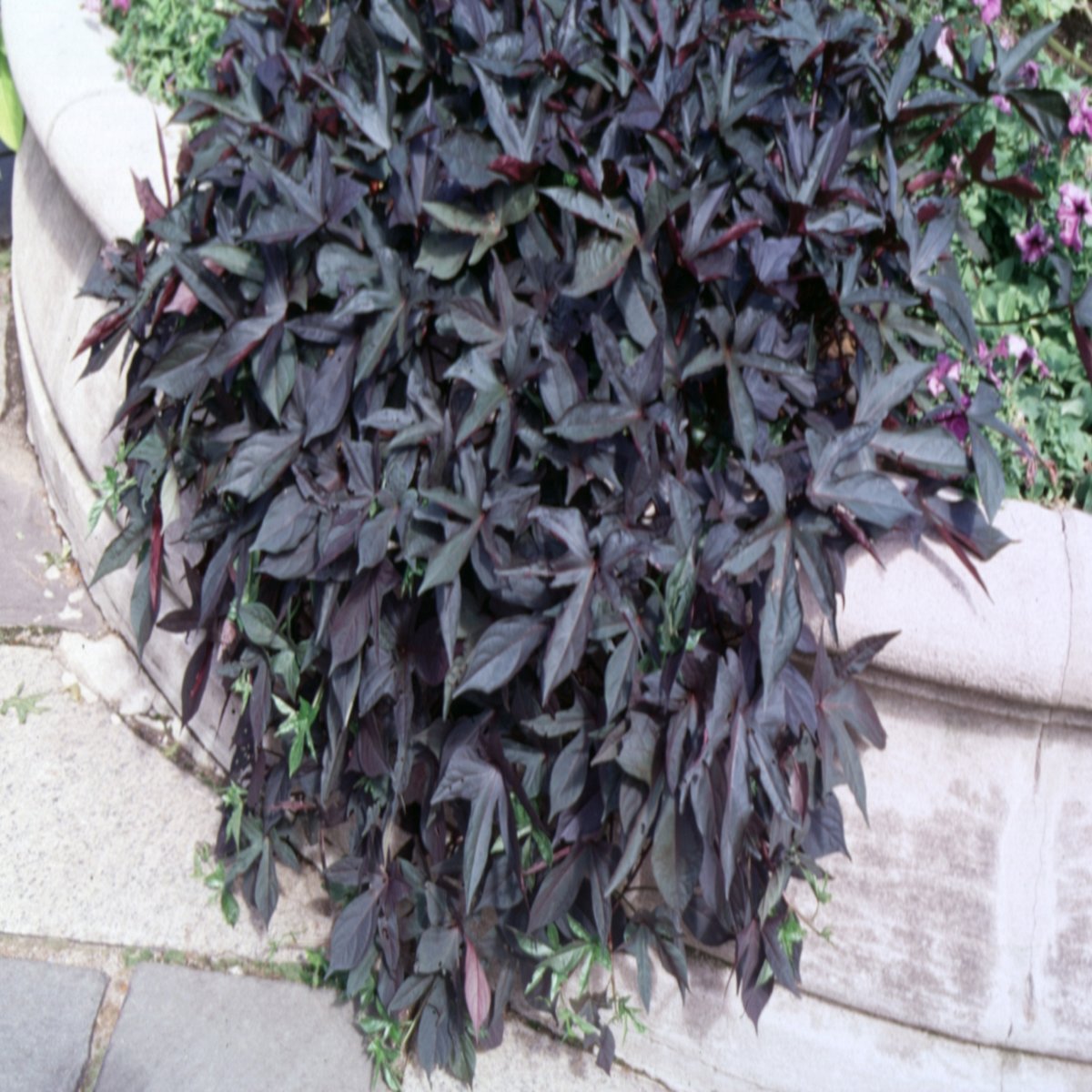 Blackie Sweet Potato Vine