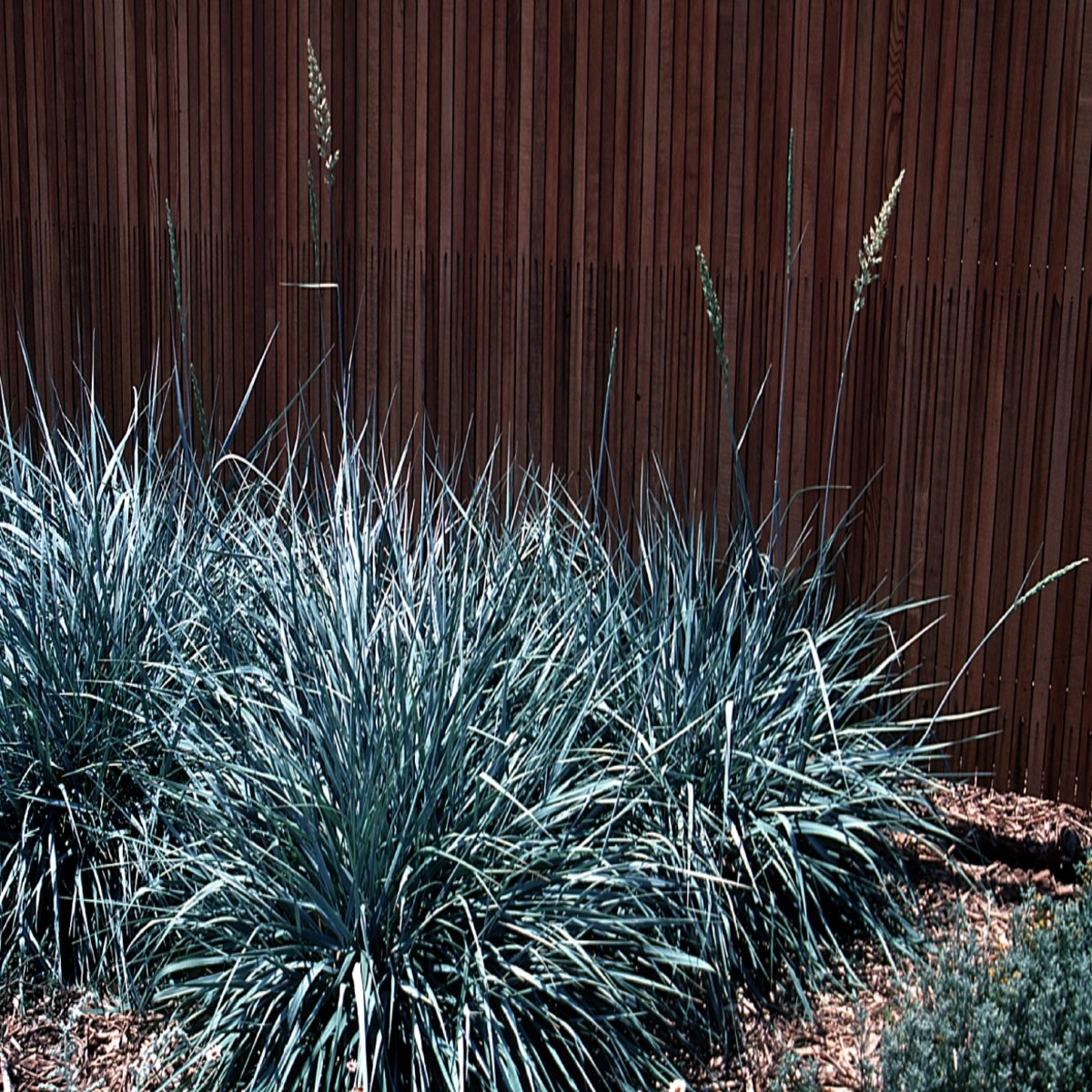 Leymus Condensatus Canyon Prince Giant Wild Rye SiteOne