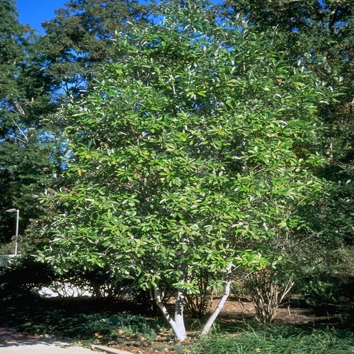 Magnolia Virginiana Sweetbay Magnolia SiteOne