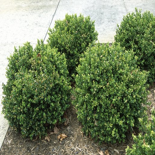 Buxus Microphylla Green Pillow Boxwood SiteOne