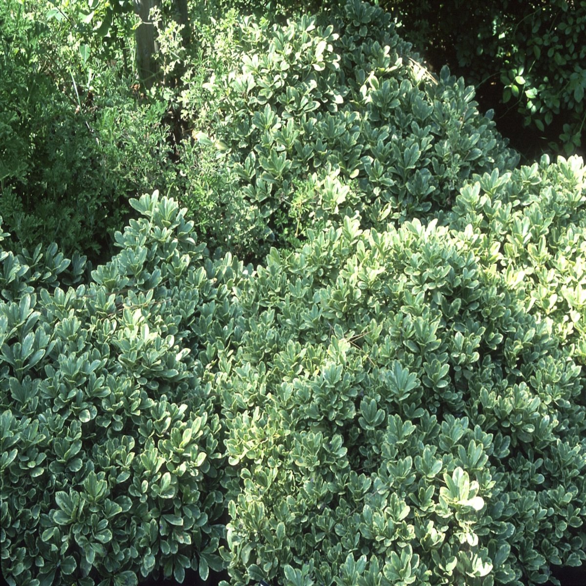 Pittosporum Tobira Shima Cream De Mint Mock Orange SiteOne