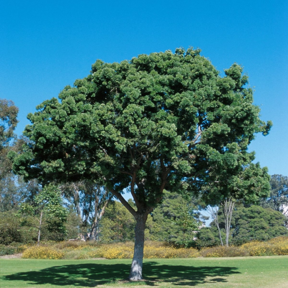 podocarpus-gracilior-yellowwood-siteone