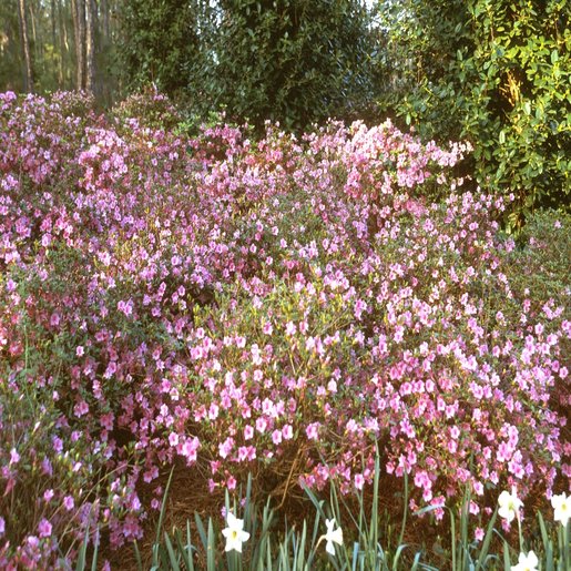 Rhododendron X Blaauw's Pink Azalea SiteOne