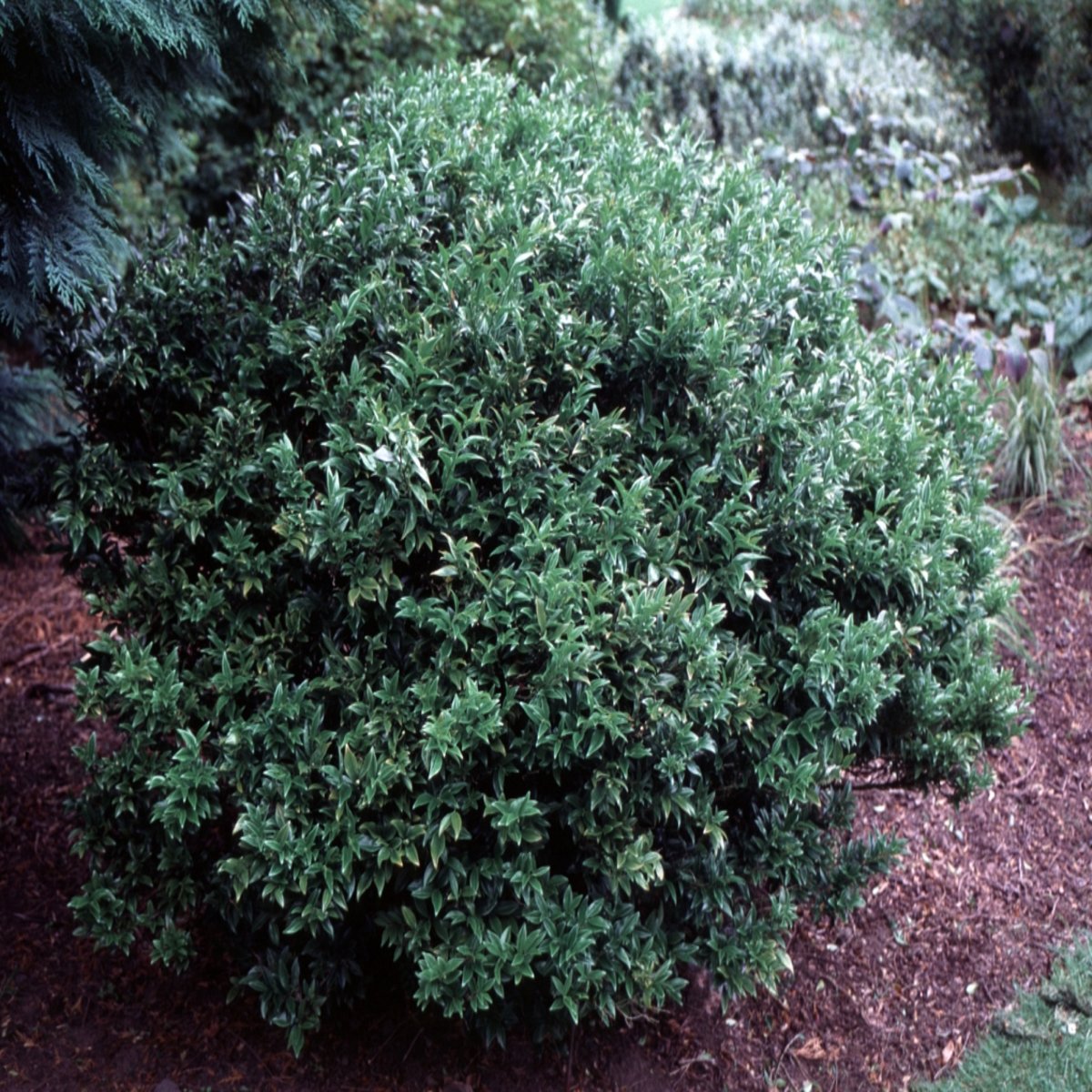 Sarcococca Confusa Sweet Box | SiteOne
