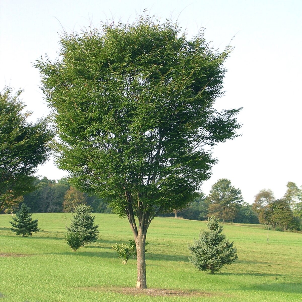 Japanese Zelkova Zelkova Serrata