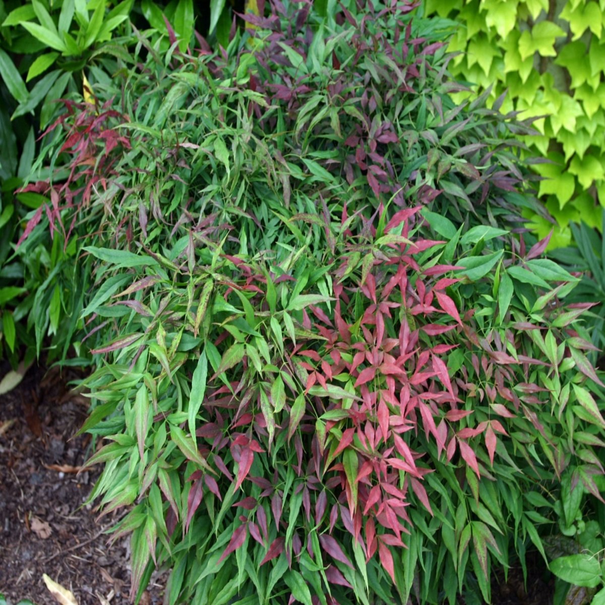 Nandina Domestica Monfar Sienna Sunrise Heavenly Bamboo SiteOne