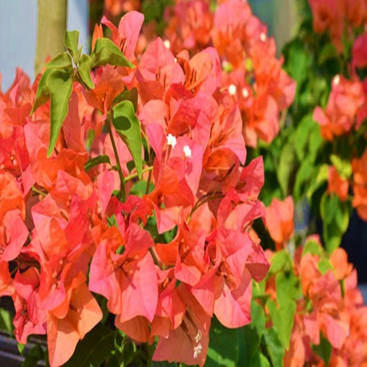 Bougainvillea Orange Sundown Bush Form Regular