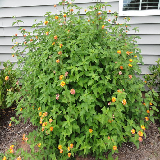 Lantana Camara Confetti Spreading Lantana SiteOne