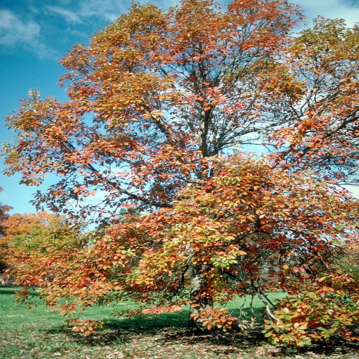 Quercus Michauxii Swamp Chestnut Oak | SiteOne