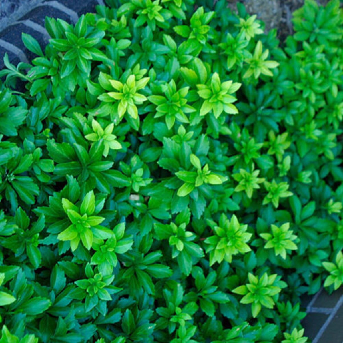 Pachysandra Terminalis Green Carpet Japanese Spurge SiteOne