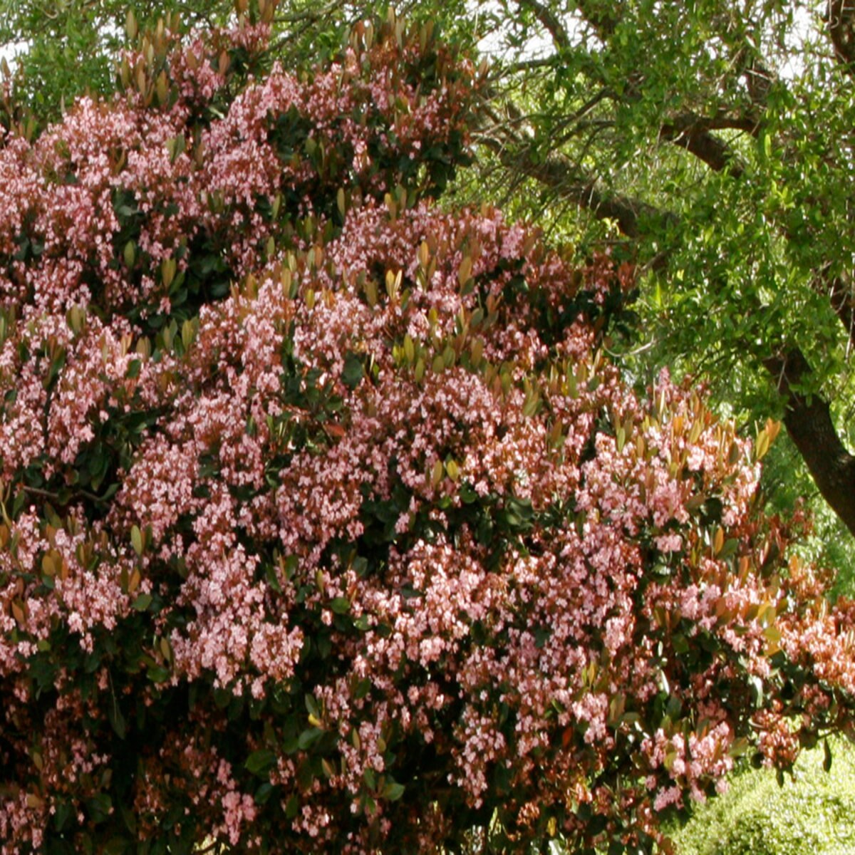 Rhaphiolepis Indica Rosalinda Indian Hawthorn SiteOne
