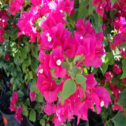 Bougainvillea OoLaLa Bougainvillea SiteOne