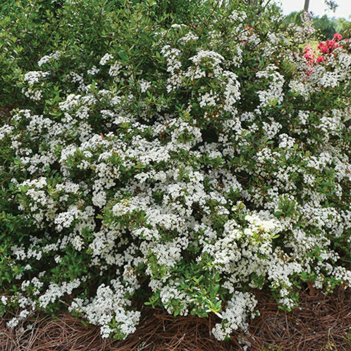 Viburnum Mrs Schillers Delight