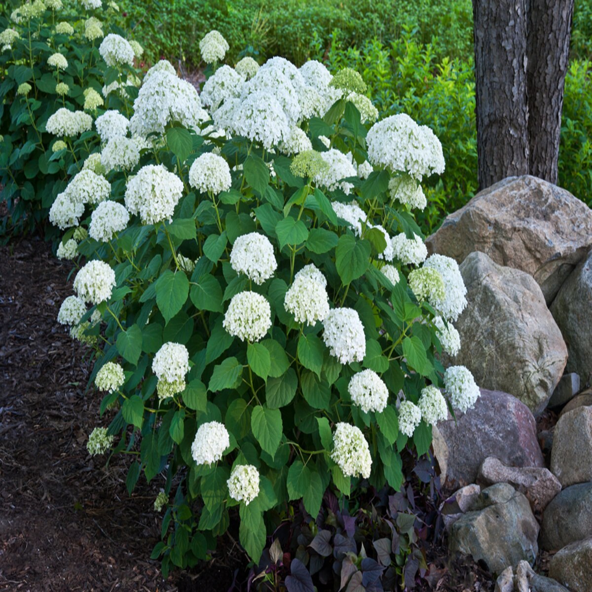 Hydrangea Arborescens Incrediball Incrediball Smooth Hy SiteOne
