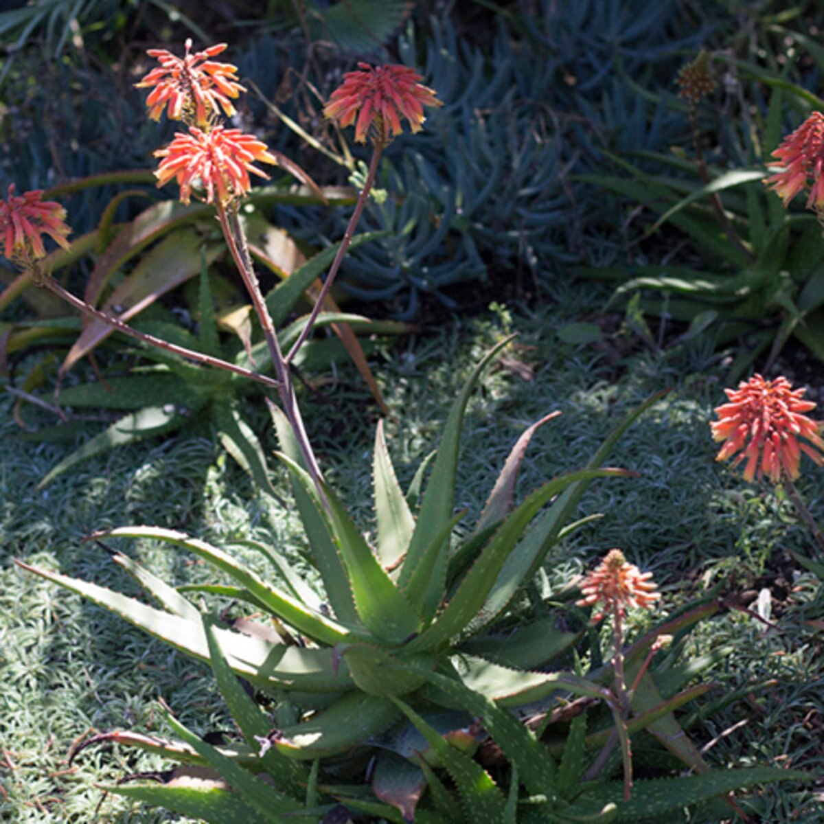 Aloe Rooikappie Aloe | SiteOne