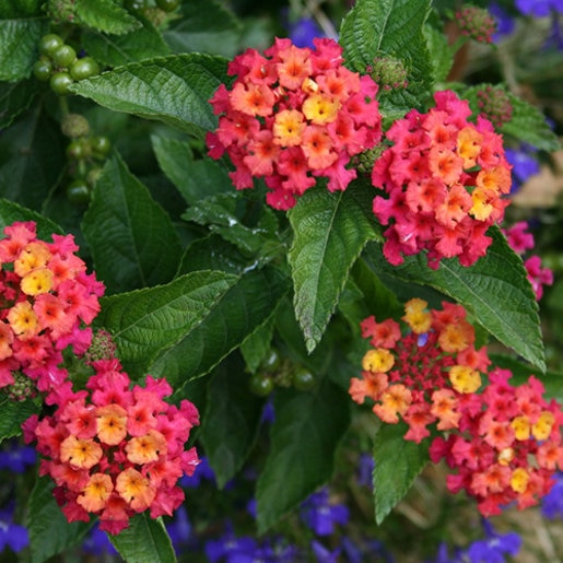 Bandana Cherry Sunrise Lantana