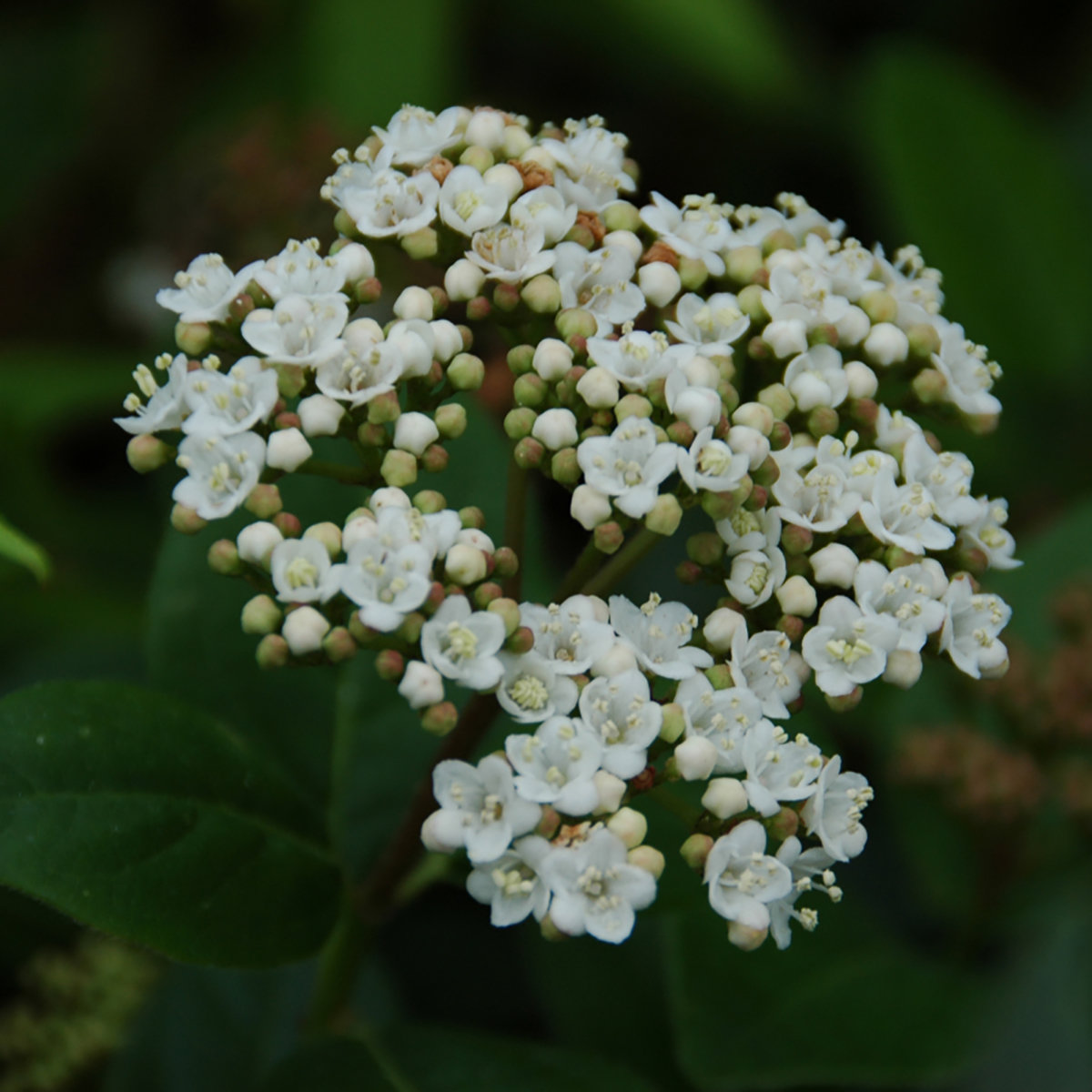 Viburnum Tinus Lisarose Shades of Pink Laurustinus SiteOne