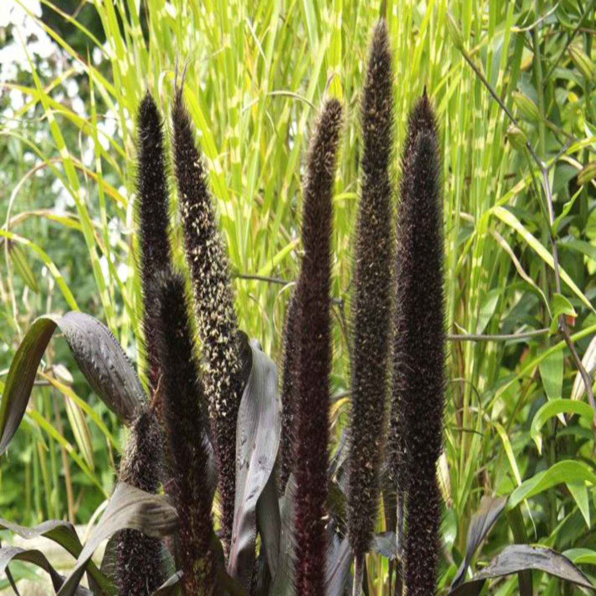 Pennisetum Glaucum Purple Baron Ornamental Millet SiteOne