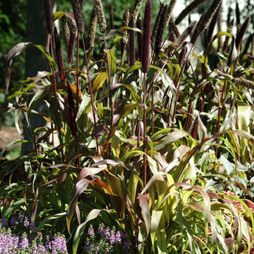 Pennisetum Glaucum Jester Ornamental Millet SiteOne