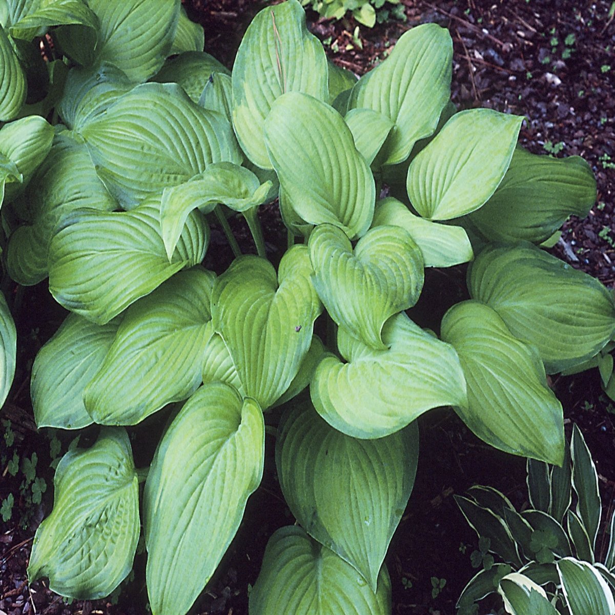 Hosta Guacamole Plantain Lily SiteOne