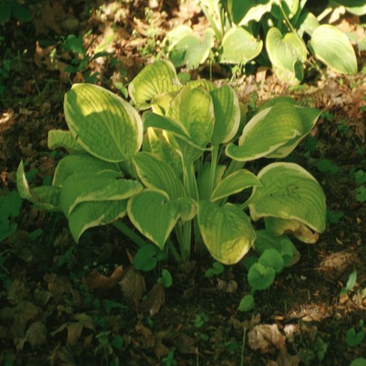 Hosta X Saint Elmos Fire Plantain Lily SiteOne