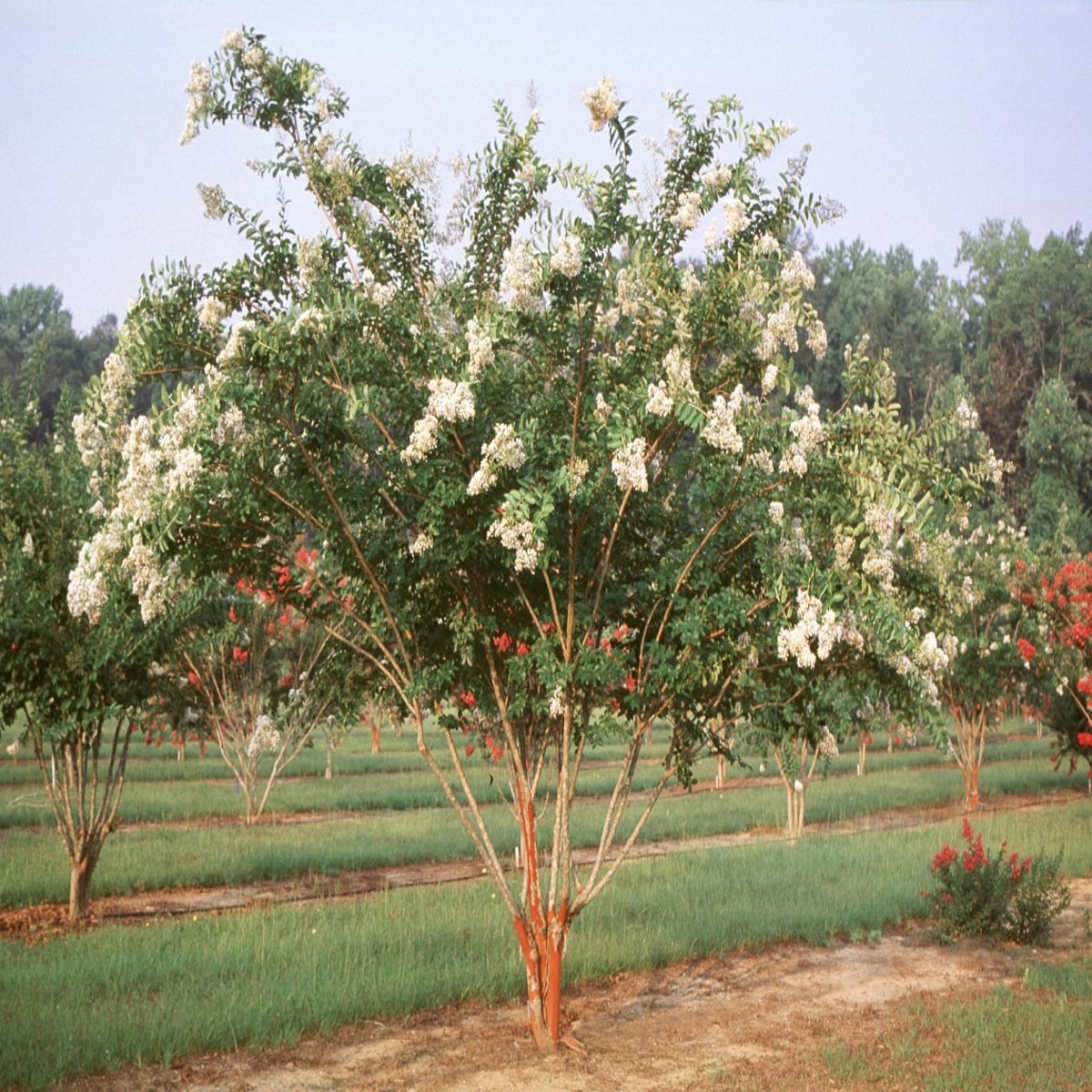 Lagerstroemia Indica X Fauriei Natchez Crape Myrtle SiteOne