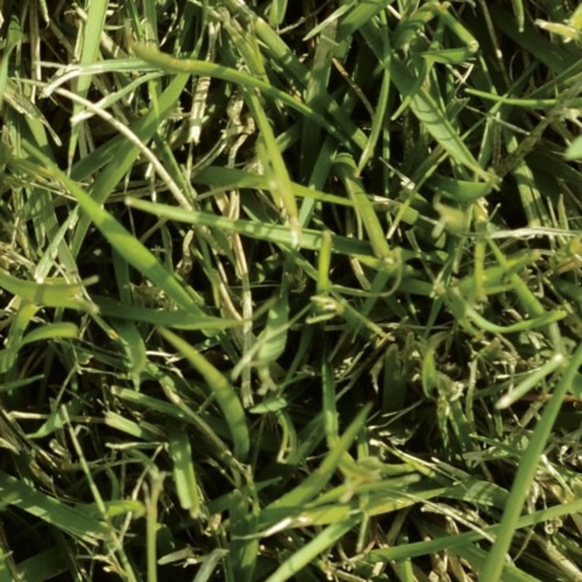 Zeon Zoysia Sod SiteOne