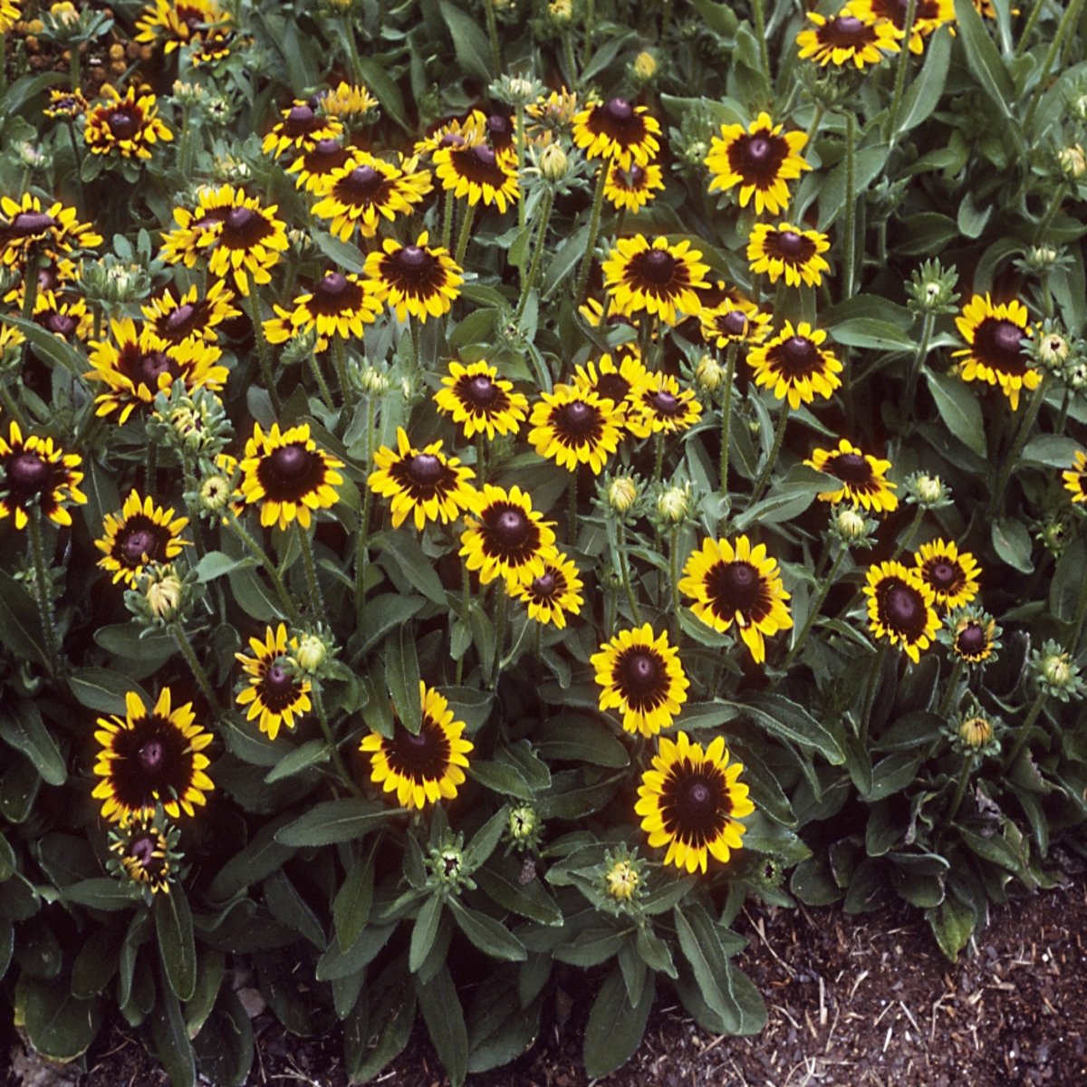 Rudbeckia Hirta Sonora Black Eyed Susan SiteOne
