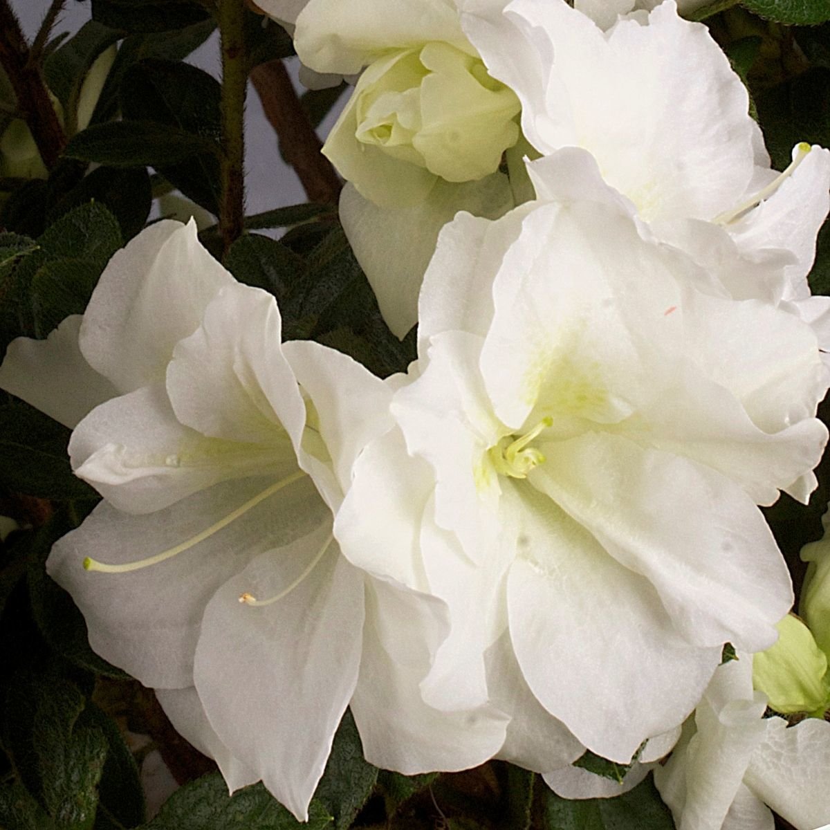 Rhododendron X Autumn Moonlight Encore Azalea | SiteOne
