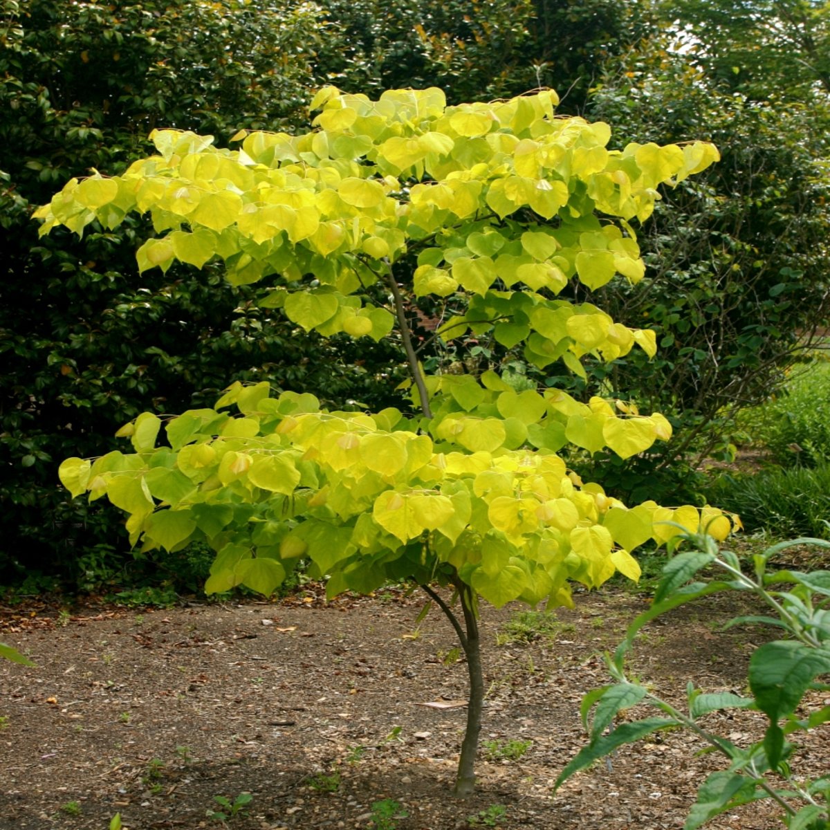 Cercis Canadensis Hearts of Gold Eastern Redbud | SiteOne