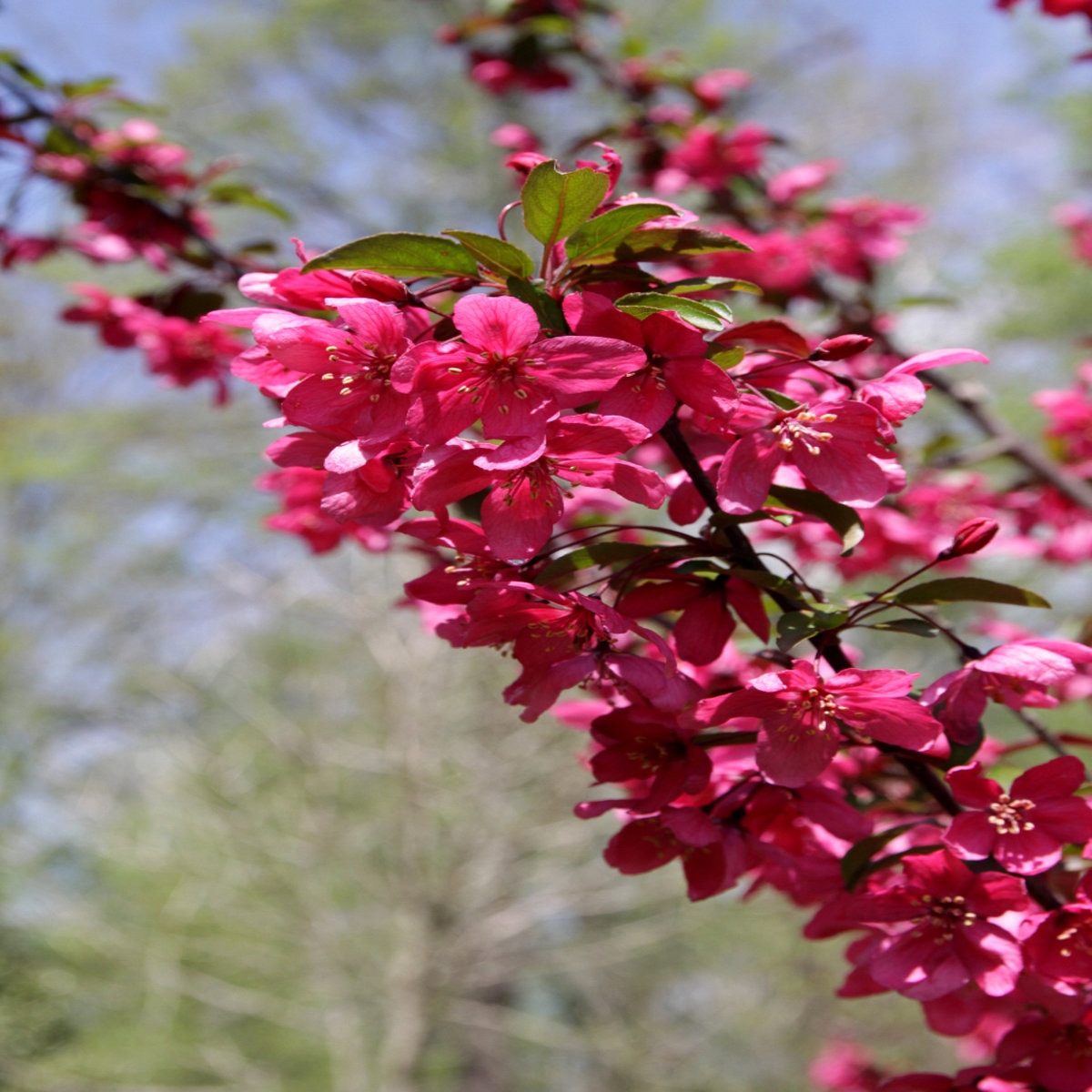 Malus X Prairifire Crabapple SiteOne