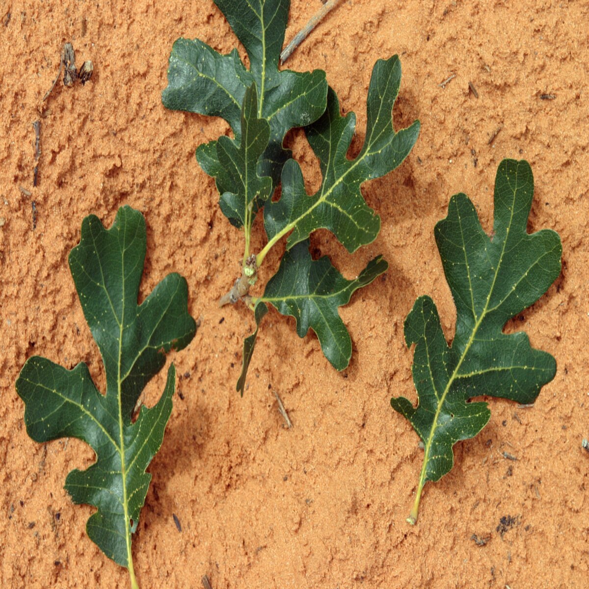 Quercus Gambelii Gambel Oak | SiteOne
