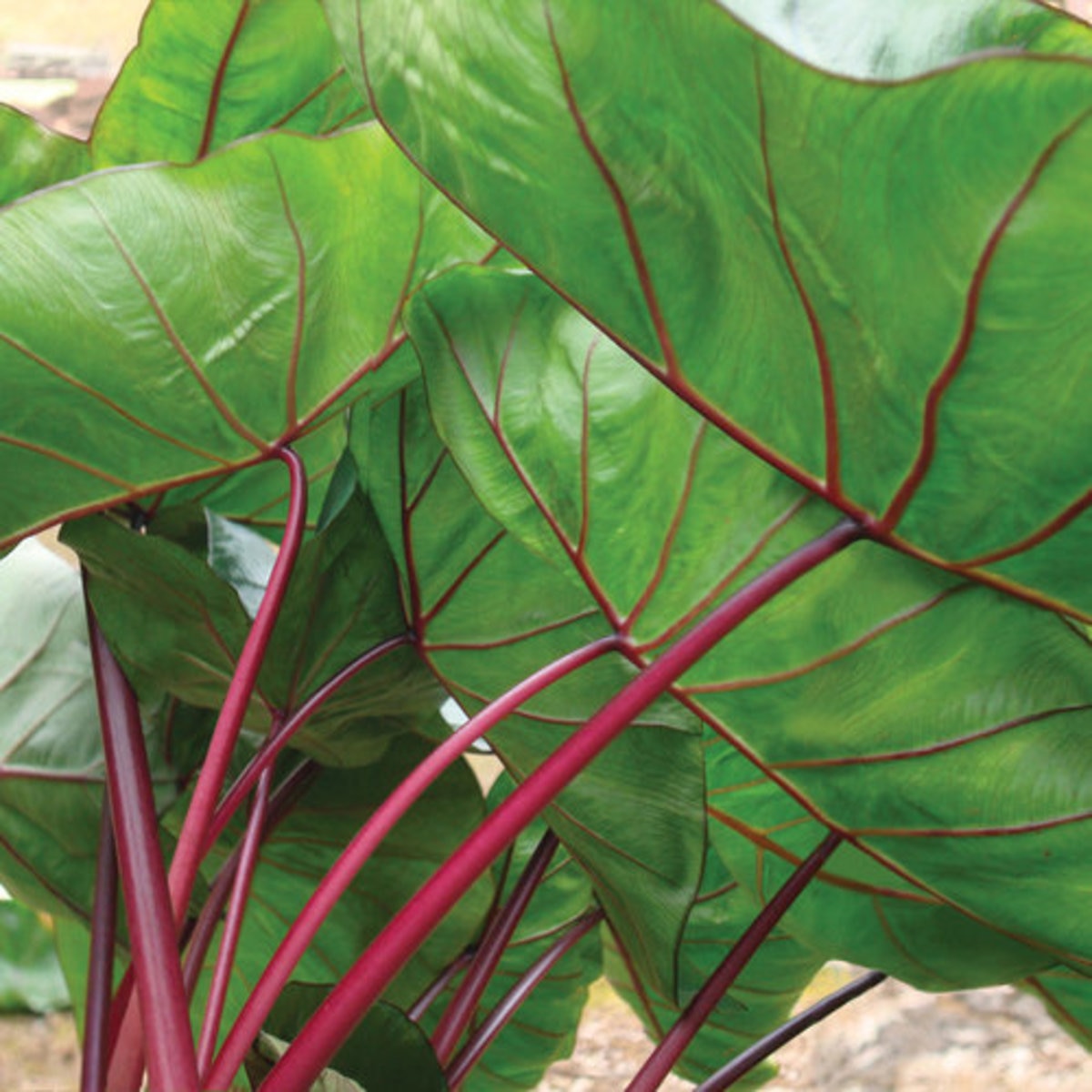 Colocasia Esculenta Royal Hawaiian Aloha Elephant Ear SiteOne