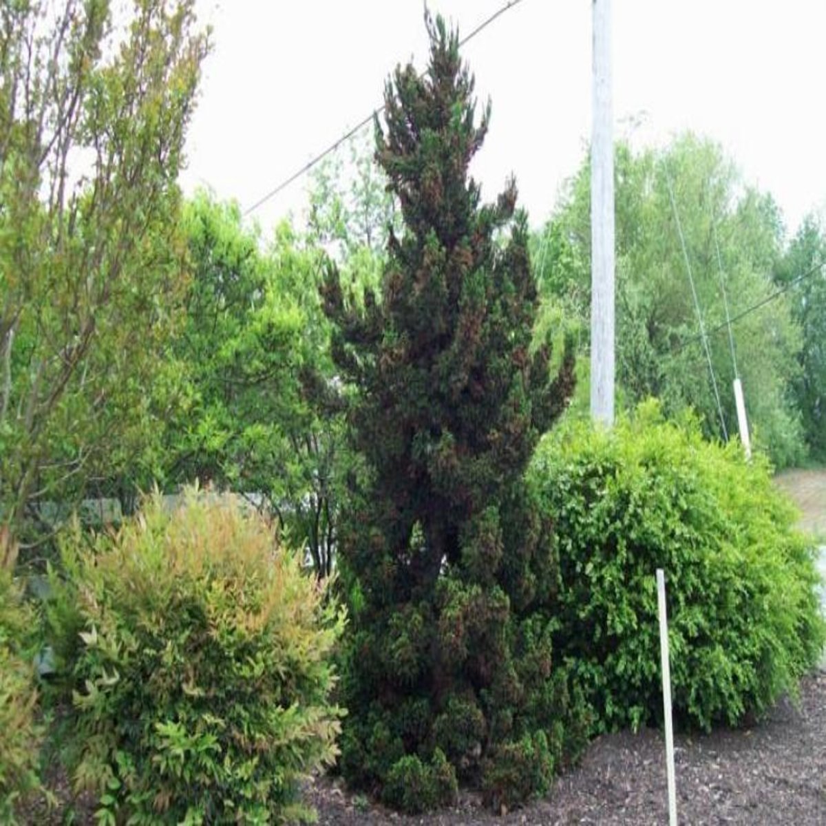 Cryptomeria Japonica Black Dragon Japanese Cedar SiteOne