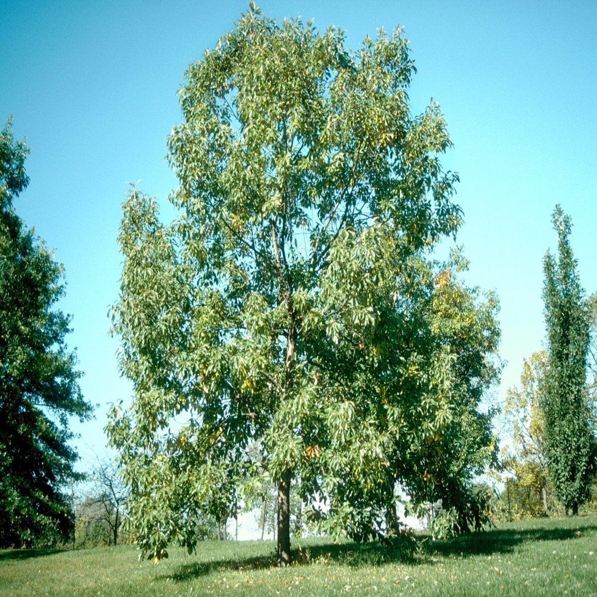 Quercus Muehlenbergii Chinkapin Oak | SiteOne