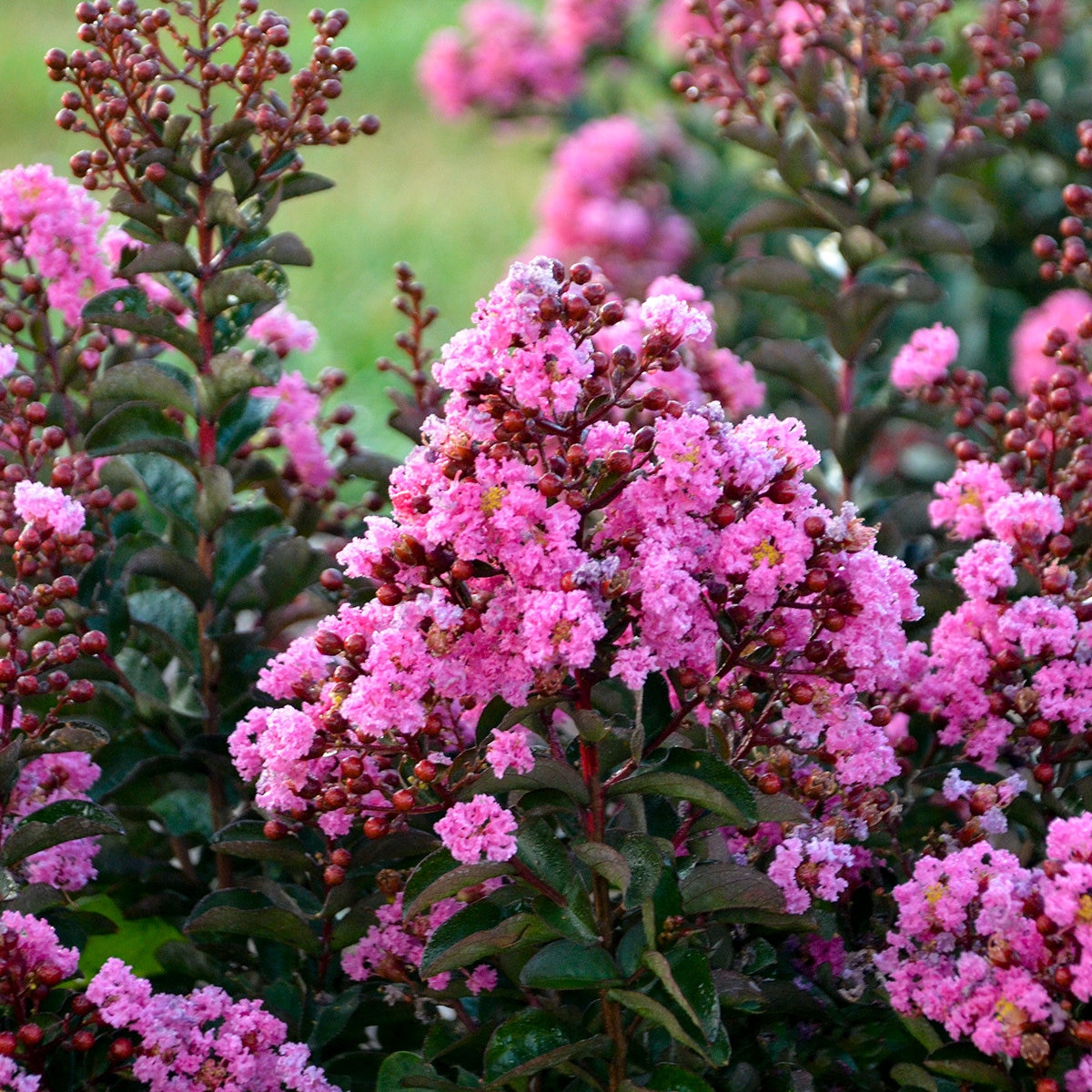Lagerstroemia X Barista Dark Roast Crape Myrtle | SiteOne